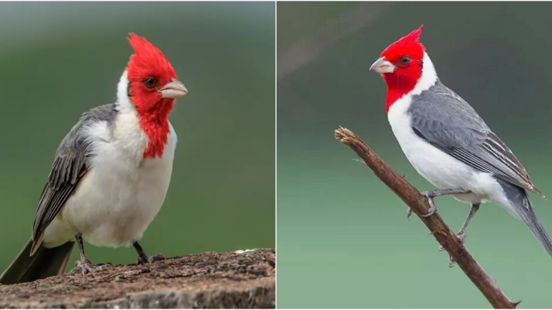 Unveil the Astonishing Red-Capped Cardinal: A Crimson Majesty of the Avian World