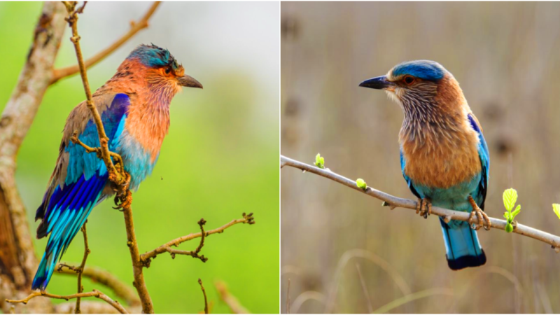 Embark on a Skyward Journey: Witness the Stunning Flight and Vibrant Colors of the Indian Roller