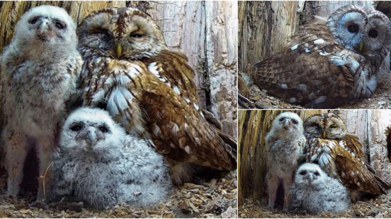 A Tale of Compassion: Rescued Tawny Owl Luna Embraces Motherhood with Orphaned Chicks