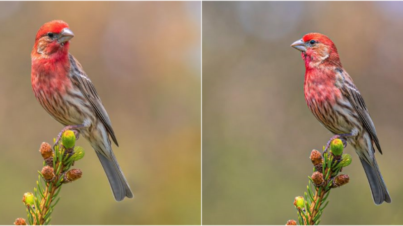 Explore the captivating world of the House Finch: Beauty, Charm, and Sociability Await