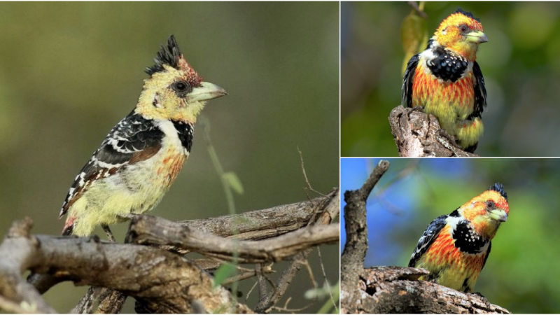 The Crested Barbet, with its colorful crest and playful beak, is a stunning sight in the forest canopy