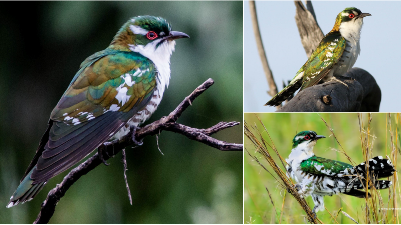 Meet the Bronze Cuckoo, a master of disguise and elegance among birds