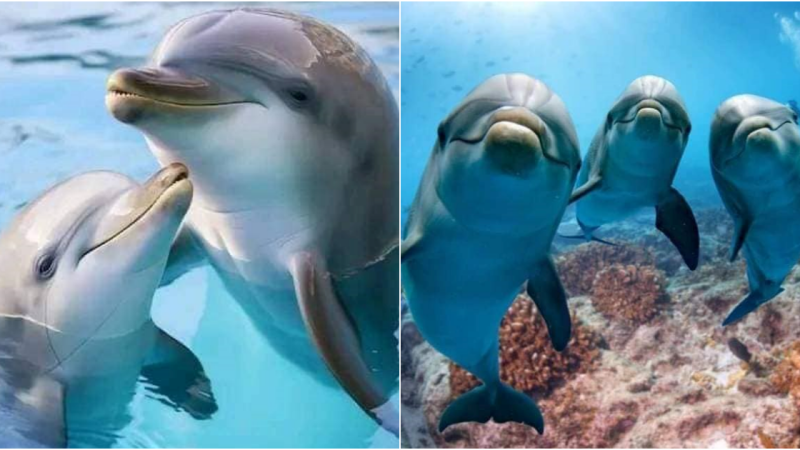 Echoes of Love: 5000 Greetings from Admirers of Dolphins