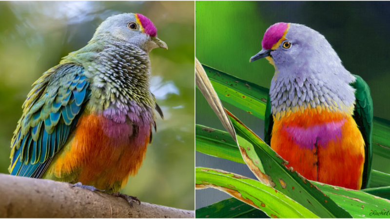 Exploring the Enchanting World of Vibrant Fruit-Eating Pigeons