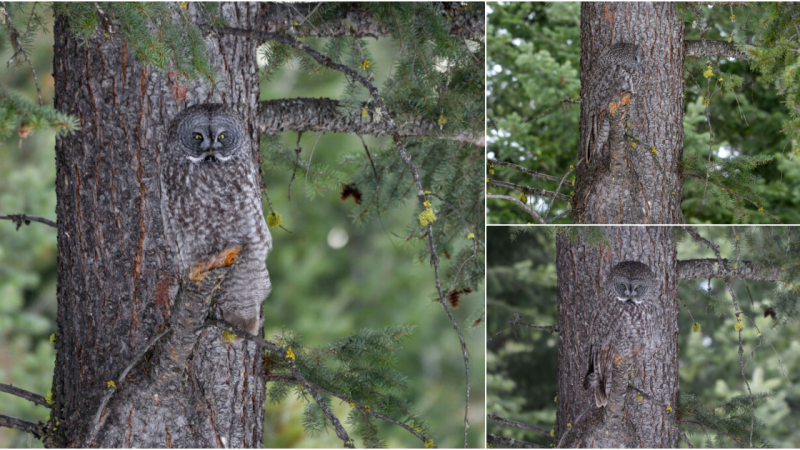 Nature’s Master of Camouflage: The Stunning Great Grey Owl