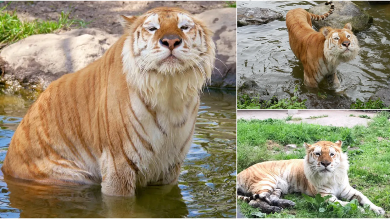 Encounter with Adorable Tiger Sends Social Media into Frenzy