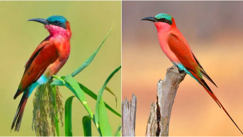 Encounter the Stunning Carmine Bee-eater: A Bird Adorned with Brilliant, Iridescent Feathers in Flight