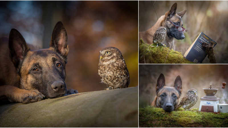 Capturing the Heartwarming Friendship Between a Dog And an Owl: A Tale of Unexpected Companionship