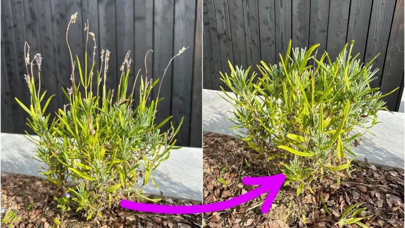 How to Prune Lavender – the Secret to Abundant Blooms Every Year