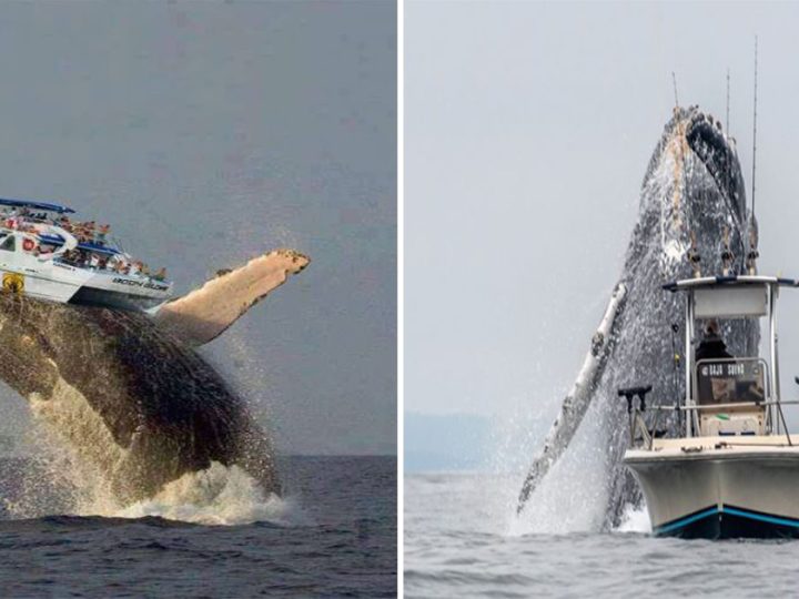 Chaos Unleashed: Humpback Whale Sends Ship Flying in Shocking Encounter