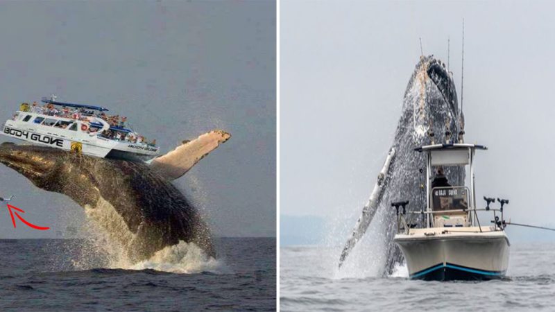 Chaos Unleashed: Humpback Whale Sends Ship Flying in Shocking Encounter