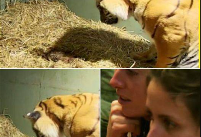 Tiger Mom Gives Birth to Lifeless Cub – Caretaker Stunned by Her Unbelievable Response