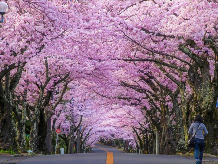 Cherry Blossom Road in Japan: A Journey Through Nature’s Pink Paradise