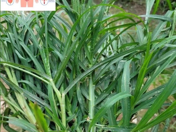 Eleusine Indica (Goosegrass) – A Valuable Medicinal Herb in Traditional Medicine